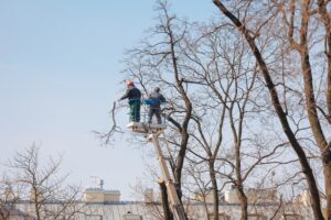 What to Do When a Tree Falls on Your Roof